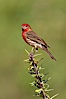 House finch, male. Amado, Arizona, USA. Image #22927