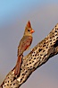 Northern cardinal, female. Amado, Arizona, USA. Image #22929
