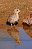 Gambel's quail, chicks. Amado, Arizona, USA. Image #22931