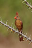 Northern cardinal, female. Amado, Arizona, USA. Image #22934