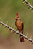 Northern cardinal, female. Amado, Arizona, USA. Image #22934