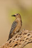 Gila woodpecker, female. Amado, Arizona, USA. Image #22936