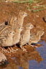 Gambel's quail, chicks. Amado, Arizona, USA. Image #22938
