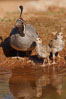 Gambel's quail, chicks and female. Amado, Arizona, USA. Image #22939