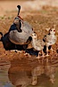Gambel's quail, chicks and female. Amado, Arizona, USA. Image #22939