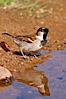 House sparrow, breeding male. Amado, Arizona, USA. Image #22940