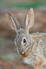 Desert cottontail, or Audubon's cottontail rabbit. Amado, Arizona, USA. Image #22942