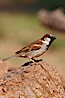 House sparrow, breeding male. Amado, Arizona, USA. Image #22945
