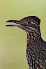 Greater roadrunner. Amado, Arizona, USA. Image #22946