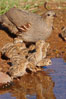 Gambel's quail, chicks and female. Amado, Arizona, USA. Image #22948