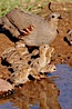 Gambel's quail, chicks and female. Amado, Arizona, USA. Image #22948