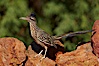 Greater roadrunner. Amado, Arizona, USA. Image #22950
