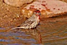 House finch, male. Amado, Arizona, USA. Image #22951