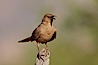 Curve-billed thrasher. Amado, Arizona, USA. Image #22953