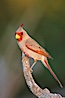 Pyrrhuloxia, male. Amado, Arizona, USA. Image #22955