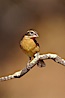 Black-headed grosbeak, female. Madera Canyon Recreation Area, Green Valley, Arizona, USA. Image #22957