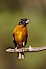 Black-headed grosbeak, male. Madera Canyon Recreation Area, Green Valley, Arizona, USA. Image #22958