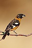 Black-headed grosbeak, male. Madera Canyon Recreation Area, Green Valley, Arizona, USA. Image #22960