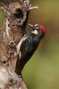 Acorn woodpecker, male. Madera Canyon Recreation Area, Green Valley, Arizona, USA. Image #22961