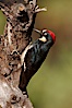 Acorn woodpecker, male. Madera Canyon Recreation Area, Green Valley, Arizona, USA. Image #22961