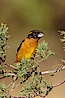 Black-headed grosbeak, male. Madera Canyon Recreation Area, Green Valley, Arizona, USA. Image #22962