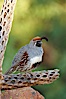 Gambel's quail, male. Amado, Arizona, USA. Image #22965