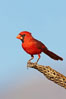Northern cardinal, male. Amado, Arizona, USA. Image #22968