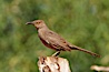 Curve-billed thrasher. Amado, Arizona, USA. Image #22974