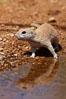 Round-tailed ground squirrel. Amado, Arizona, USA. Image #22975