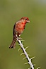 House finch, male. Amado, Arizona, USA. Image #22977