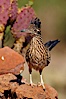 Greater roadrunner. Amado, Arizona, USA. Image #22980