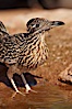 Greater roadrunner. Amado, Arizona, USA. Image #22981