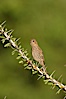 House finch, female. Amado, Arizona, USA. Image #22983