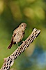 House finch, female. Amado, Arizona, USA. Image #22984