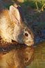 Desert cottontail, or Audubon's cottontail rabbit. Amado, Arizona, USA. Image #23002