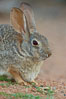 Desert cottontail, or Audubon's cottontail rabbit. Amado, Arizona, USA. Image #23004