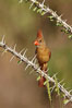 Northern cardinal, female. Amado, Arizona, USA. Image #23005