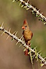 Northern cardinal, female. Amado, Arizona, USA. Image #23005
