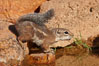 Harris' antelope squirrel. Amado, Arizona, USA. Image #23007