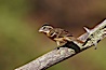 Black-headed grosbeak, female. Madera Canyon Recreation Area, Green Valley, Arizona, USA. Image #23010