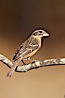 Black-headed grosbeak, female. Madera Canyon Recreation Area, Green Valley, Arizona, USA. Image #23011