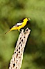 Bullock's oriole, first year male. Amado, Arizona, USA. Image #23012
