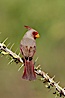 Pyrrhuloxia, male. Amado, Arizona, USA. Image #23013