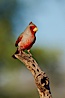 Pyrrhuloxia, male. Amado, Arizona, USA. Image #23017