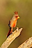 Pyrrhuloxia, male. Amado, Arizona, USA. Image #23018