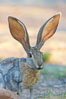 Antelope jackrabbit. Amado, Arizona, USA. Image #23020