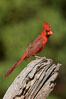 Northern cardinal, male. Amado, Arizona, USA. Image #23021