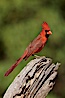 Northern cardinal, male. Amado, Arizona, USA. Image #23021