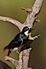 Acorn woodpecker, female. Madera Canyon Recreation Area, Green Valley, Arizona, USA. Image #23023