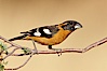 Black-headed grosbeak, male. Madera Canyon Recreation Area, Green Valley, Arizona, USA. Image #23024